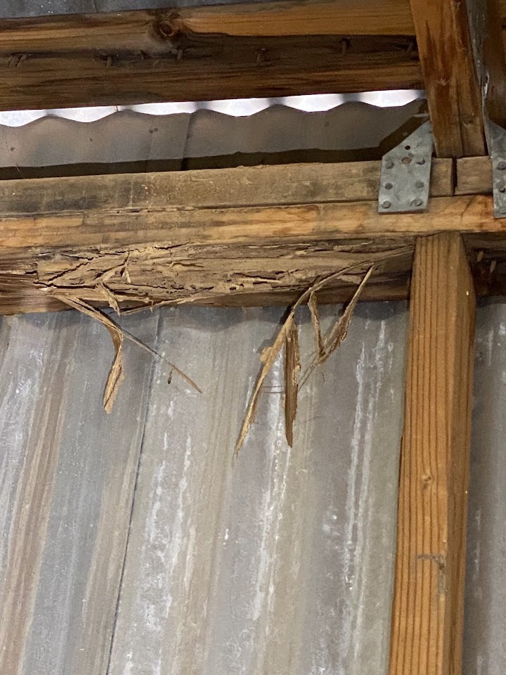 University Termite & Pest Control project